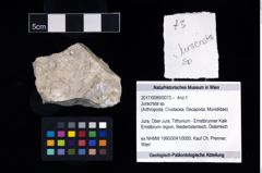 Foto (Objekt + Etikett) von Juracrista sp.  (NHMW-GEO-2017-0089-0073)